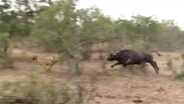 Un búfalo persigue a una leona en Sudáfrica - Sputnik Mundo