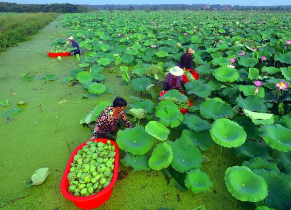 Flores de loto en la provincia de Shandong, China. - Sputnik Mundo