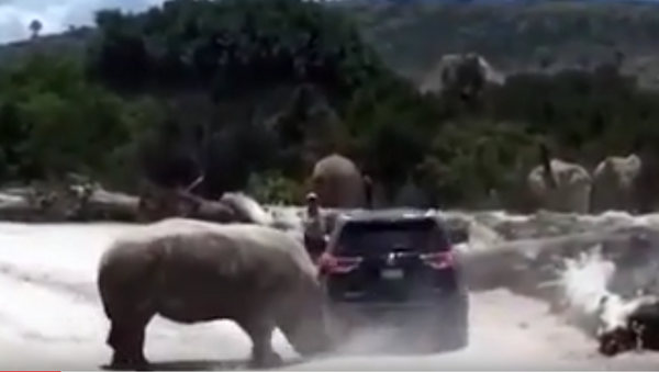 Rinoceronte ataca con furia a un vehículo familiar en zoo mexicano - Sputnik Mundo