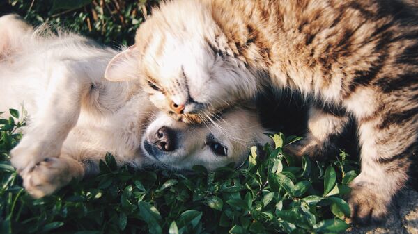 Un perro y un gato (imagen referencial) - Sputnik Mundo