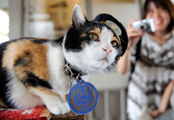 Conoce a los gatos más famosos del mundo - Sputnik Mundo