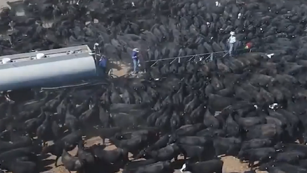 Dramáticas imágenes: cientos de vacas moribundas rodean un camión cisterna en Australia - Sputnik Mundo