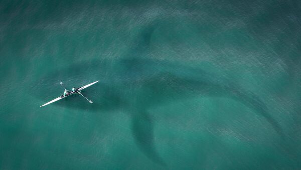 Silueta de un tiburón (imagen referencial) - Sputnik Mundo