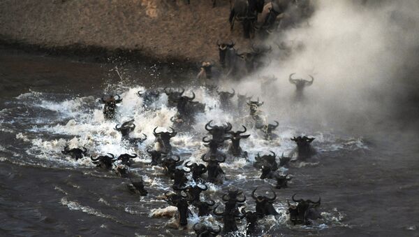 Miles de antílopes cruzan un río infestado de cocodrilos hambrientos - Sputnik Mundo