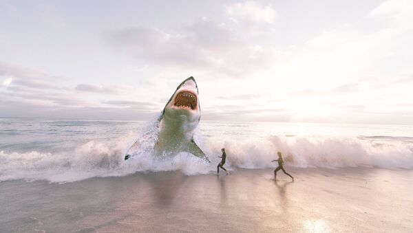 Un tiburón, imagen ilustrativa - Sputnik Mundo
