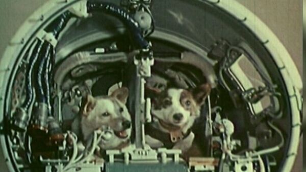 Belka y Strelka, las perritas que conquistaron el espacio hace 58 años - Sputnik Mundo