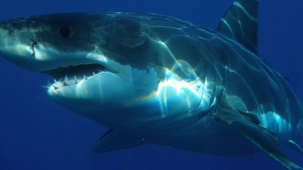 Un tiburón blanco (imagen referencial) - Sputnik Mundo