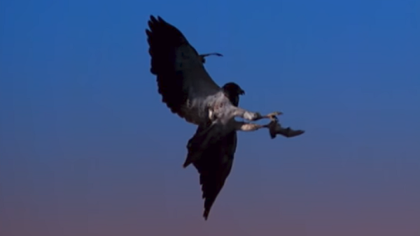 Velocidad vs agilidad: halcones se enfrentan a los murciélagos más ágiles del mundo - Sputnik Mundo