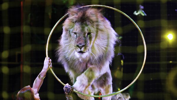 Un león en circo (Archivo) - Sputnik Mundo