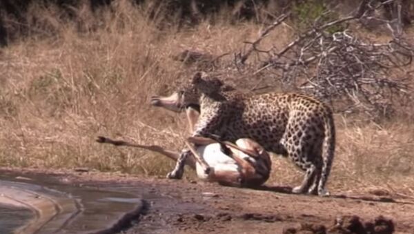 Una hiena ataca a un leopardo - Sputnik Mundo