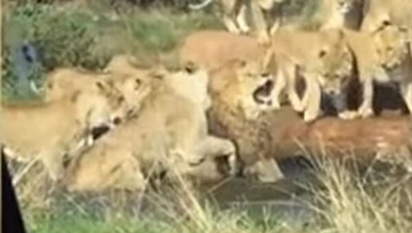 Con uñas y dientes: leonas enfurecidas asaltan a un león - Sputnik Mundo