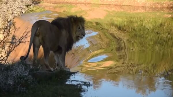 El rey de las bestias también vive momentos vergonzosos: un león cae desde una cascada - Sputnik Mundo