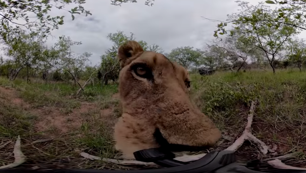 En este vídeo puedes sentir lo que significa ser comido por una leona - Sputnik Mundo