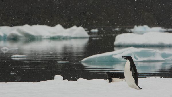 Los pingüinos Adelia en Antártida (imagen referencial) - Sputnik Mundo