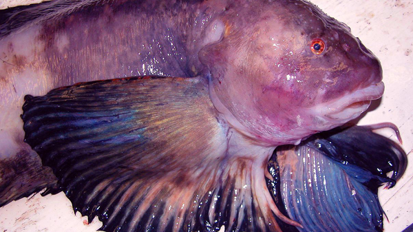 Un pez baboso, foto de archivo - Sputnik Mundo