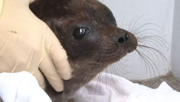 Una cría de foca es liberada en un lago de Rusia - Sputnik Mundo