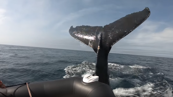 Cuando una juguetona ballena golpea tu barca - Sputnik Mundo