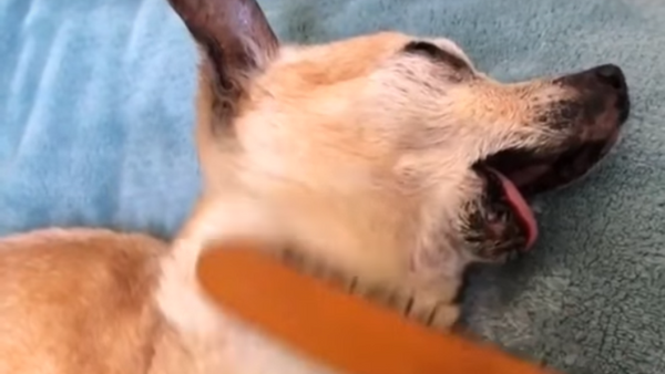 Placer nivel baba: un perro se deleita con los cepillados de su dueña - Sputnik Mundo