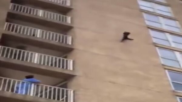 Un 'mapache ninja' escala un edificio residencial y cae - Sputnik Mundo