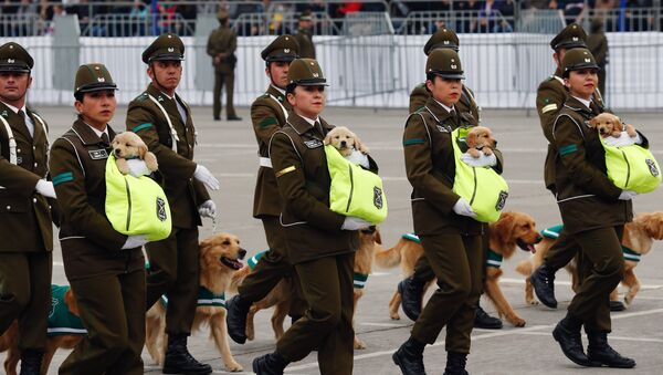 El desfile militar anual de Chile - Sputnik Mundo