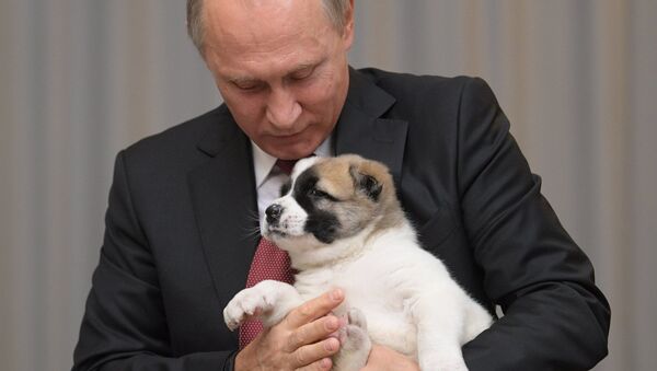Vladímir Putin con un cachorro - Sputnik Mundo