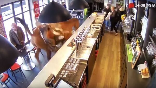 Un caballo irrumpe en un bar en Francia - Sputnik Mundo