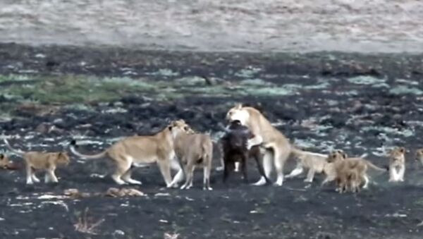Tres leonas atacan a un búfalo ante la expectación de sus crías - Sputnik Mundo