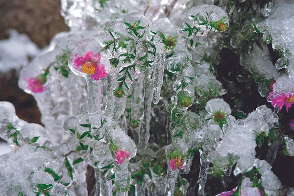La imagen 'Las flores de cristal', de Daniella Pomázova, fue tomada en el pueblo de Fédorovka, situado en la región de Tver. - Sputnik Mundo