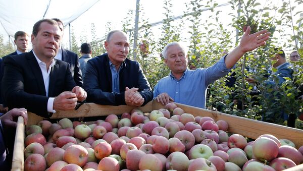 El presidente de Rusia, Vladímir Putin y el primer ministro, Dmitry Medvedev durante una inspección agrícola - Sputnik Mundo