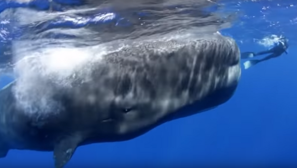Gigante juguetón: así retozan los cachalotes con los humanos - Sputnik Mundo