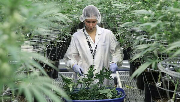 La producción de cannabis en Canadá - Sputnik Mundo