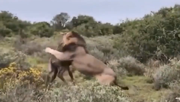 Un león termina con la vida de una jirafa recién nacida - Sputnik Mundo