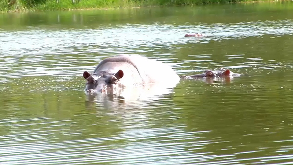 Hipopótamos de Pablo Escobar en el Doradal, Antioquia, Colombia - Sputnik Mundo