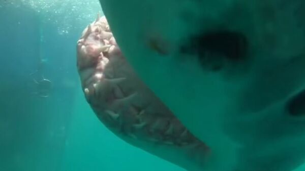 Un tiburón hambriento casi se traga una cámara GoPro - Sputnik Mundo