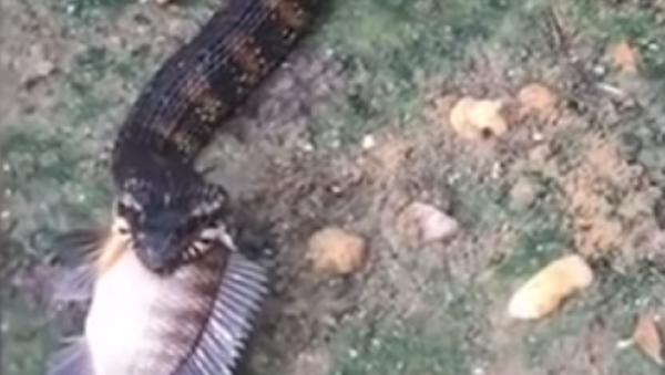 Una serpiente se traga un pez que es más grande que su boca - Sputnik Mundo