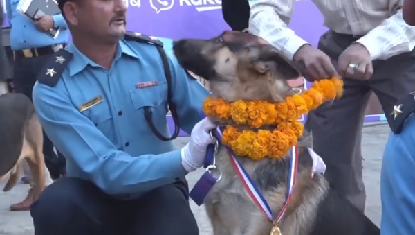 Nepal celebra el festival de los perros - Sputnik Mundo