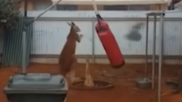 Este canguro podría darle una paliza a Mike Tyson - Sputnik Mundo