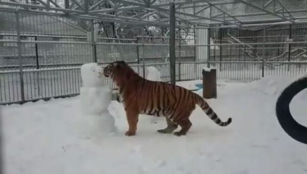 Un juego salvaje del tigre con muñecos de nieve - Sputnik Mundo