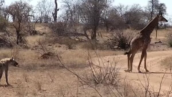 Una jirafa se lanza desesperadamente a la defensa de su cría contra hienas - Sputnik Mundo