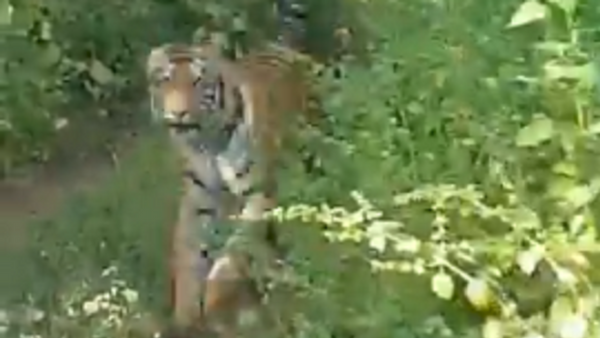 ¡Sálvese quien pueda! Una tigresa persigue a turistas en un safari - Sputnik Mundo
