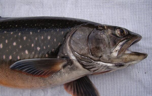 El Salvelinus boganidae, pez ‘más útil’ del mundo - Sputnik Mundo