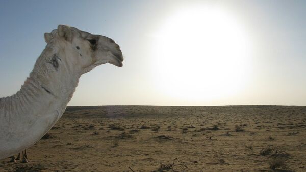 Un camello en el desierto, referencial - Sputnik Mundo