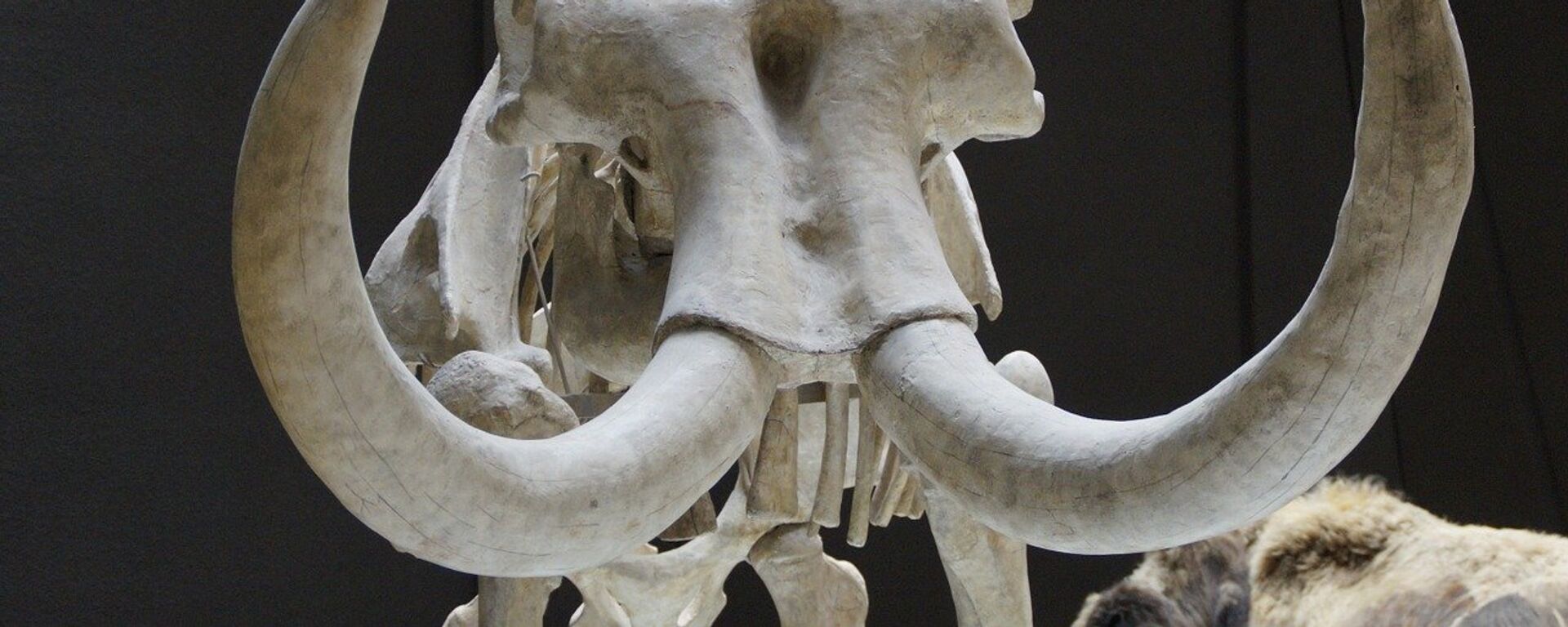 El esqueleto de un mamut  - Sputnik Mundo, 1920, 06.03.2021