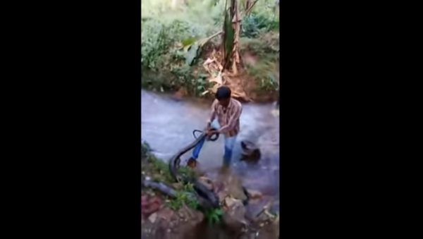 ¿Te atreverías? Un hombre saca una cobra de 4 metros de un arroyo - Sputnik Mundo