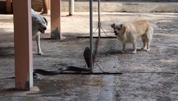 Un par de valientes perros atacan a una peligrosa cobra - Sputnik Mundo