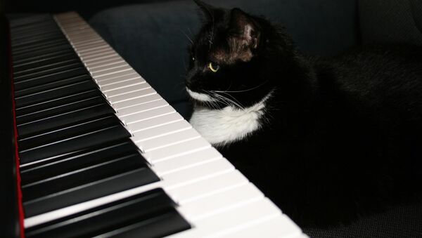 Un gato sobre el piano (imagen referencial) - Sputnik Mundo