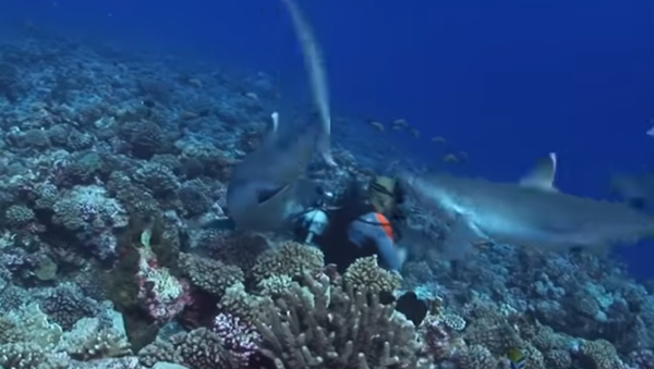 No apto para miedosos: seis tiburones rodean a varios buceadores y uno pasa al ataque (vídeo) - Sputnik Mundo