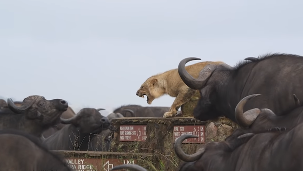 Un león muestra sus dientes para defenderse de una manada de búfalos hambrientos - Sputnik Mundo