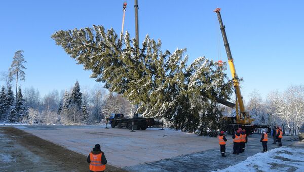 ¿Cómo se tala el árbol de Navidad más importante de Rusia? - Sputnik Mundo