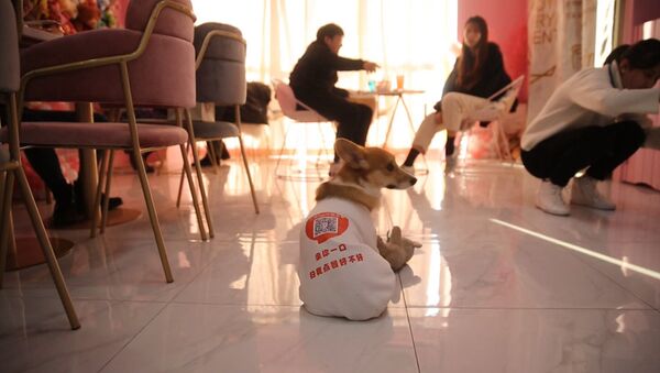 Esta cafetería china conquista a los clientes con sus tiernos empleados - Sputnik Mundo